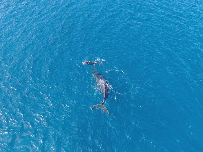 Sea of whales