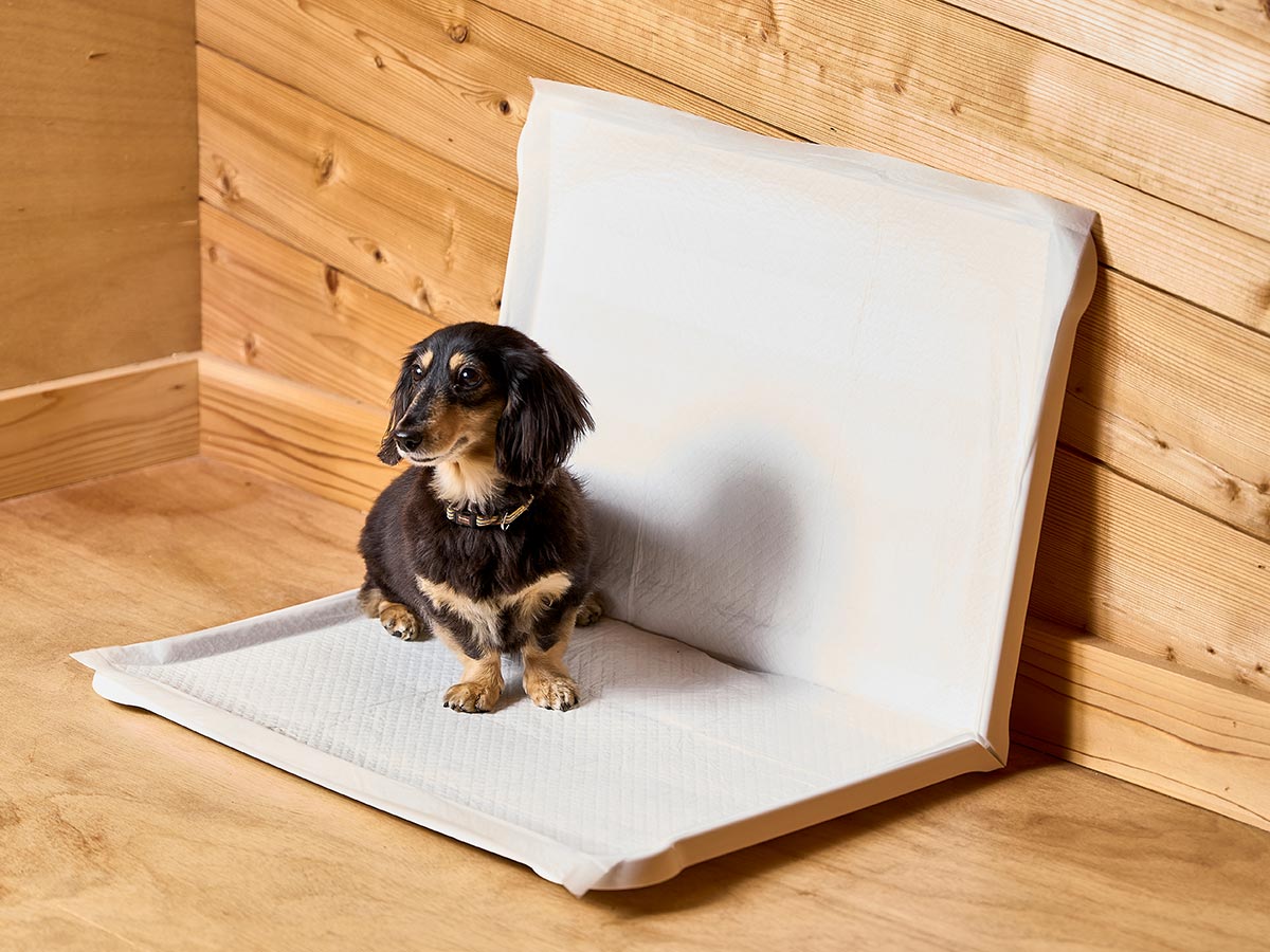 愛犬グッズ
