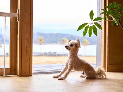 愛犬とのご宿泊について